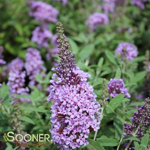 BUZZ® LAVENDER BUTTERFLY BUSH