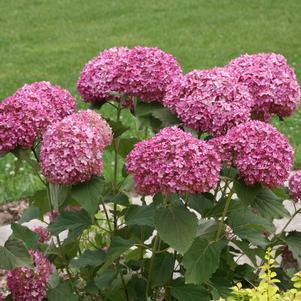 <em>Hydrangea</em> INVINCIBELLE® MINI MAUVETTE HYDRANGEA: 