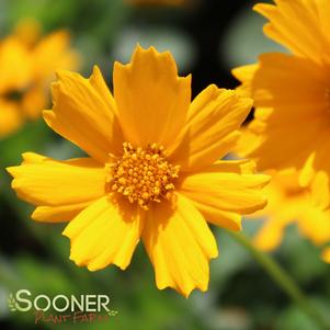 Coreopsis auriculata 'Nana'