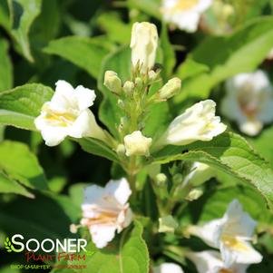 CZECHMARK SUNNY SIDE UP® WEIGELA