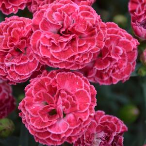 FRUIT PUNCH® RASPBERRY RUFFLES DIANTHUS