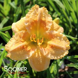 Hemerocallis x 'Orange Smoothie'