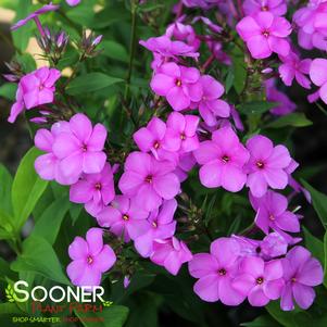 CLOUDBURST GARDEN PHLOX