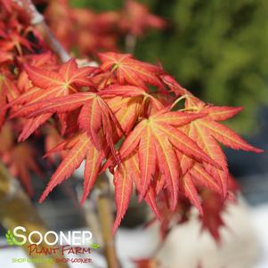 Acer palmatum 'Wilson's Pink Dwarf'