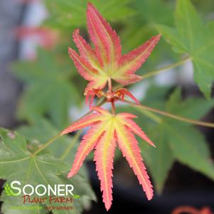 Acer palmatum 'Tama Hime'