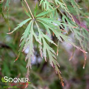 <em>Acer</em> CHANTILLY LACE WEEPING JAPANESE MAPLE: 