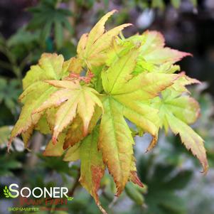 <em>Acer</em> FESTIVAL UPRIGHT JAPANESE MAPLE: 