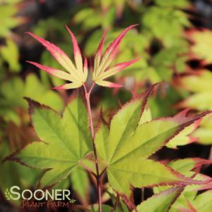 <em>Acer</em> TSUMA GAKI UPRIGHT JAPANESE MAPLE: 