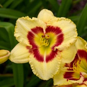 MONTERREY JACK DAYLILY