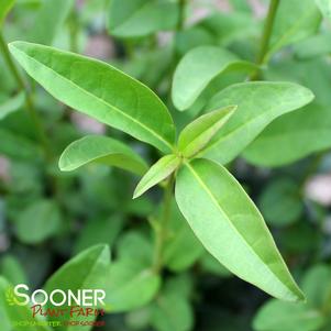 Ligustrum vulgare 'Cheyenne'