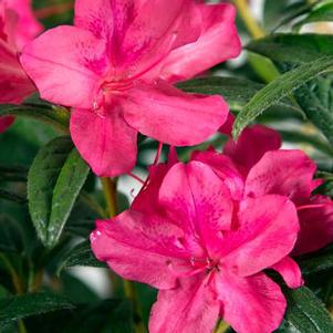 <em>Rhododendron</em> AUTUMN JEWEL® ENCORE® AZALEA: 