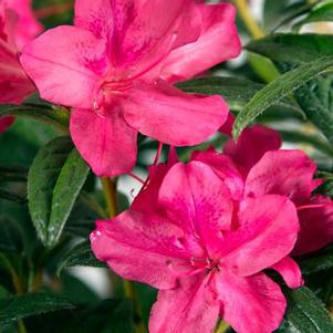 AUTUMN JEWEL® ENCORE® AZALEA