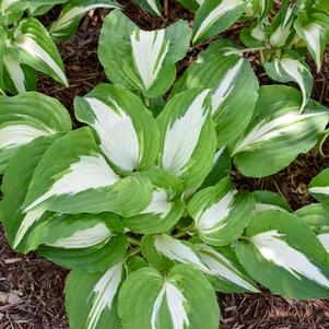 Hosta x 'Night Before Christmas'