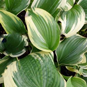 ROBERT FROST HOSTA