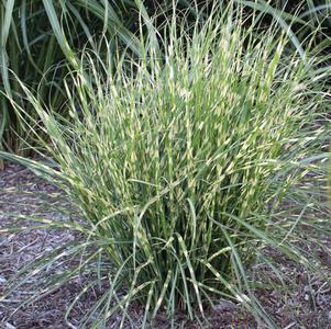 Miscanthus sinensis 'NCMS2B'