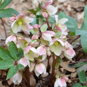 Helleborus x 'Walhelivor'