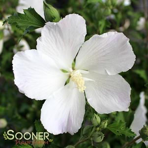 Hibiscus syriacus 'Gandini van Aart'