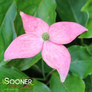 Cornus kousa 'Rutpink'