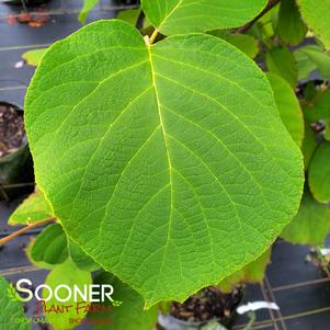 Styrax obassia ''