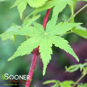 Acer palmatum 'Aka Kawa Hime'