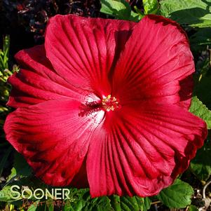 Hibiscus moscheutos 'Cocker'