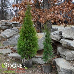 Thuja occidentalis 'American Pillar'