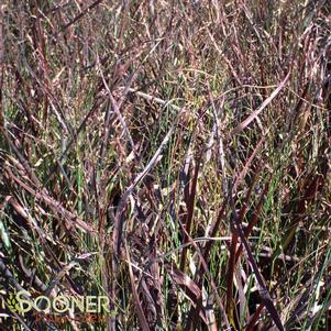 Panicum virgatum 'Hot Rod'