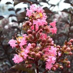 EBONY ROSE CRAPEMYRTLE