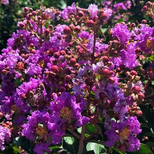 PURPLE POP™ CRAPEMYRTLE
