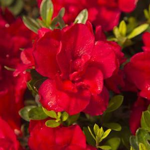 AUTUMN BONFIRE® ENCORE® AZALEA