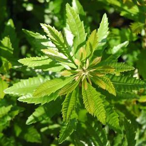 Myrica cerifera 'Don's'