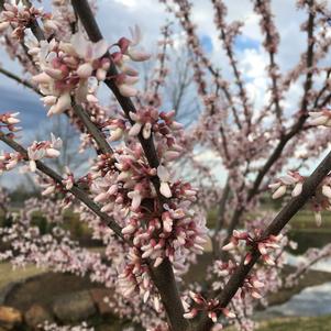 Cercis canadensis 'Sjo'