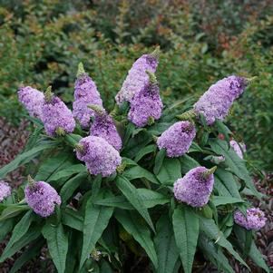 <em>Buddleia</em> PUGSTER® AMETHYST BUTTERFLY BUSH: 