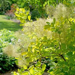 Cotinus coggygria 'MINCOJAU3'