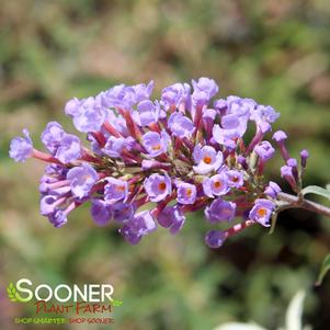 <em>Buddleia</em> NANHO BLUE BUTTERFLY BUSH: 