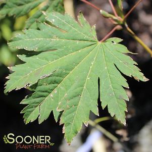 Acer japonicum 'Emmett's Pumpkin'