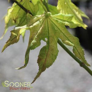 GOLD RETICULATED UPRIGHT JAPANESE MAPLE