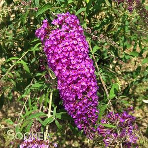 <em>Buddleia</em> NANHO PURPLE BUTTERFLY BUSH: 