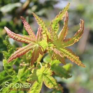 Acer palmatum 'Radiant'