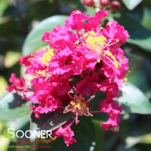 Lagerstroemia indica 'SMNLIDS'