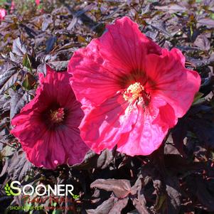 thumbnail interactive-video image 1 of Luna Red Hardy Hibiscus Seeds - 25 Pre-Stratified Seeds - Free Shipping 1 of 2