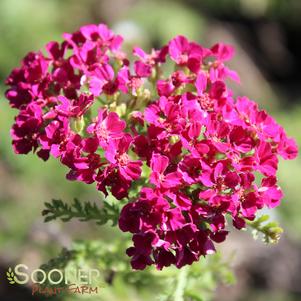 POMEGRANATE YARROW