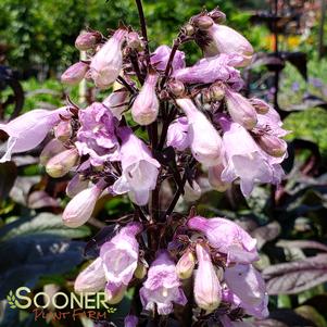 Penstemon x 'Blackbeard'