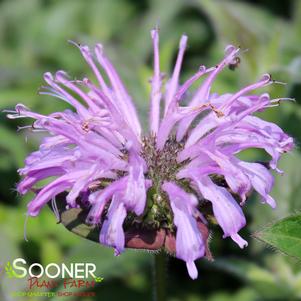 Monarda x 'Blue Moon'