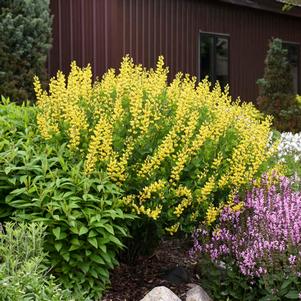 AMERICAN GOLDFINCH FALSE INDIGO