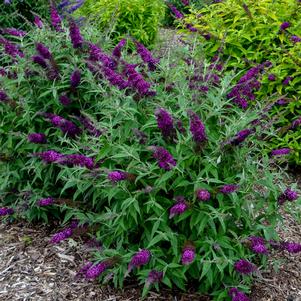 HUMDINGER® MAGENTA MUNCHKIN BUTTERFLY BUSH