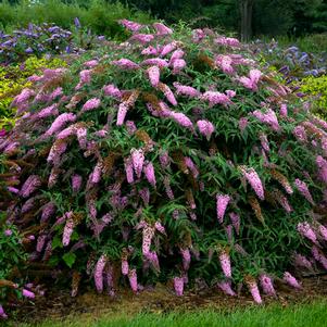 <em>Buddleia</em> PINK CASCADE BUTTERFLY BUSH: 