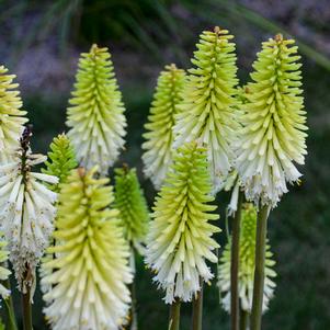 LADY LUCK RED HOT POKER