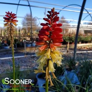 PYROMANIA™ ROCKET'S RED GLARE RED HOT POKER