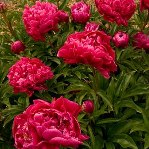 Paeonia x 'Karl Rosenfield'